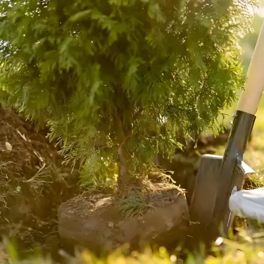 Hækplanter med klump - Sådan gør du!